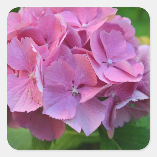 Pink Pompom Hydrangea Hortensia Flower Square Sticker (Front)