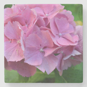 Pink Pompom Hydrangea Hortensia Flower Stone Coaster