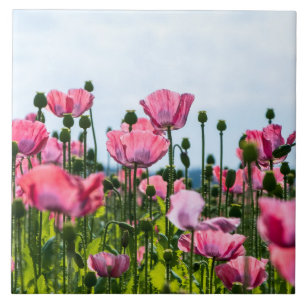 Pink Poppies Ceramic Tile