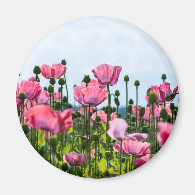 Pink Poppies Magnet (Front)