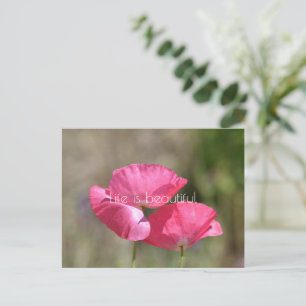 Pink Poppies  Postcard