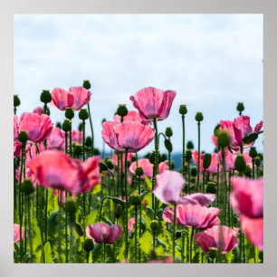 Pink Poppies Poster