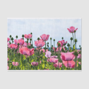 Pink Poppies Tissue Paper