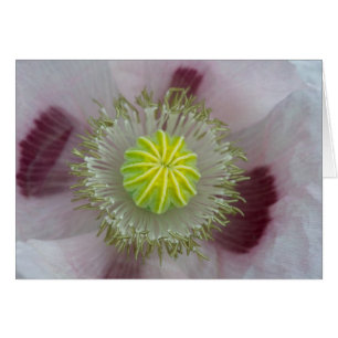 Pink Poppy Close-Up