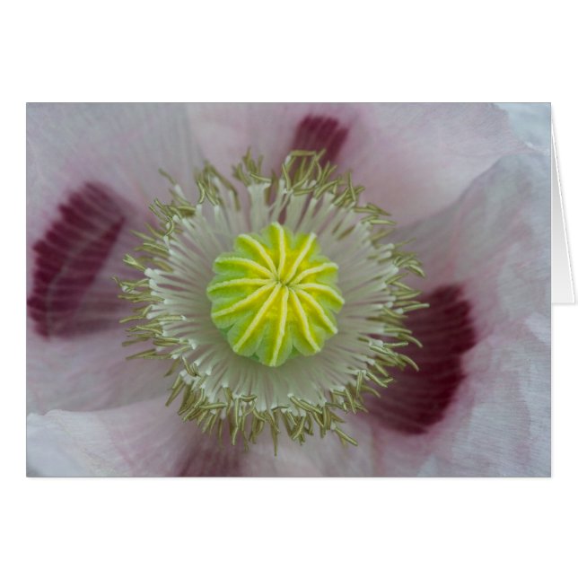 Pink Poppy Close-Up (Front Horizontal)