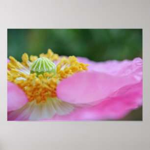 Pink Poppy Macro Photographic Art Print