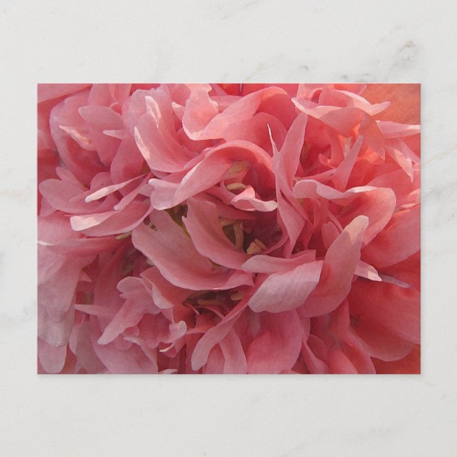 Pink Poppy Petals Postcard (Front)