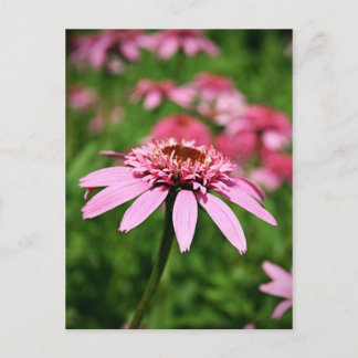 Pink Postcard