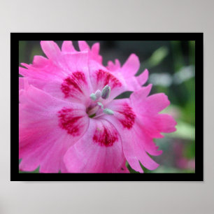 Pink Poster