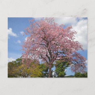 Pink Poui Tree on Harris Promenade San Fernando Postcard