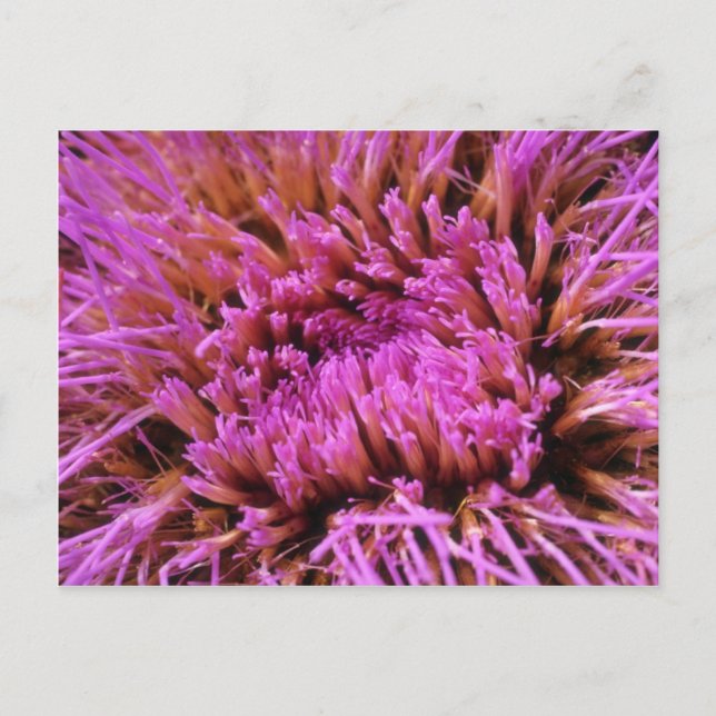 Pink Prickly purple flowers Postcard (Front)