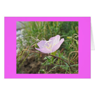 Pink Primrose