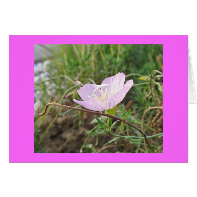 Pink Primrose (Front Horizontal)