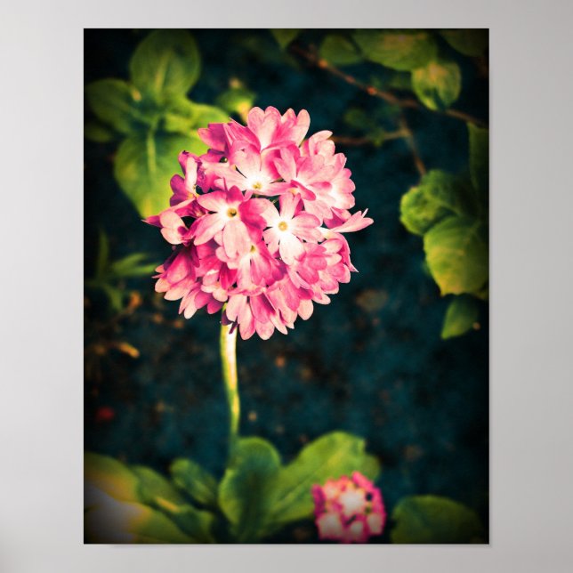 Pink Primula Flowers Poster (Front)