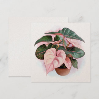 Pink Princess Philodendron Illustration