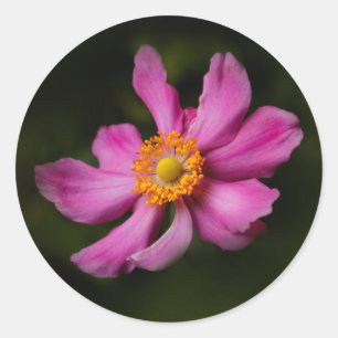 Pink "Prinz Heinrich" Japanese Anemone Flower Classic Round Sticker