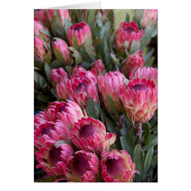 Pink Protea (Front)