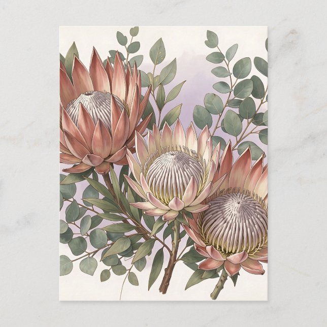 Pink Protea Eucalyptus Botanical Arrangement  Postcard (Front)