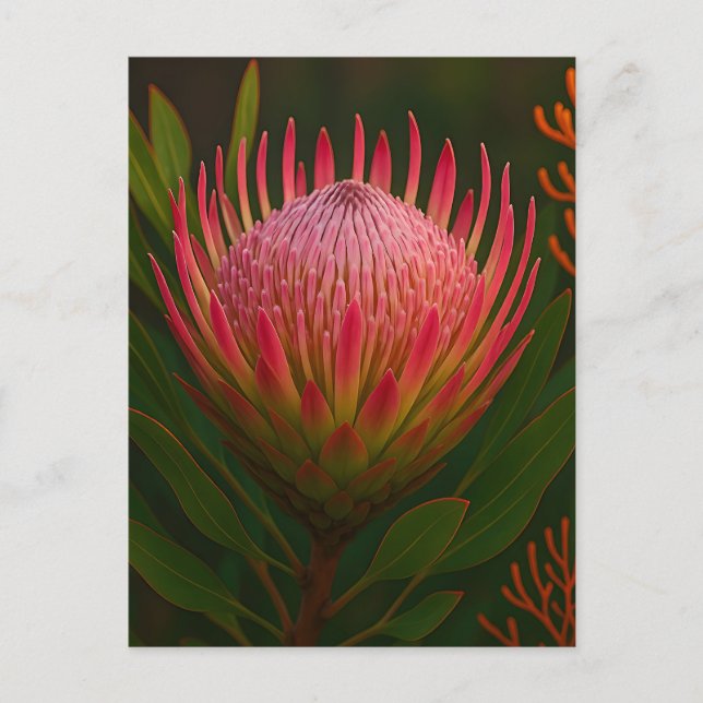 Pink Protea Flower Exotic Bloom Postcard (Front)