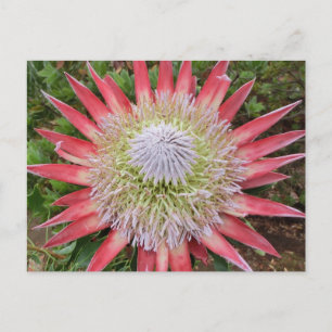 Pink protea flowering plant Hawaii postcard