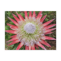 Pink protea flowering plant Hawaii postcard