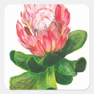 Pink protea, king protea flower, tropical, africa square sticker