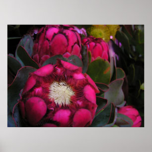 pink protea Poster