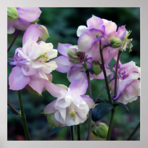 Pink Purple Columbine flowers Poster