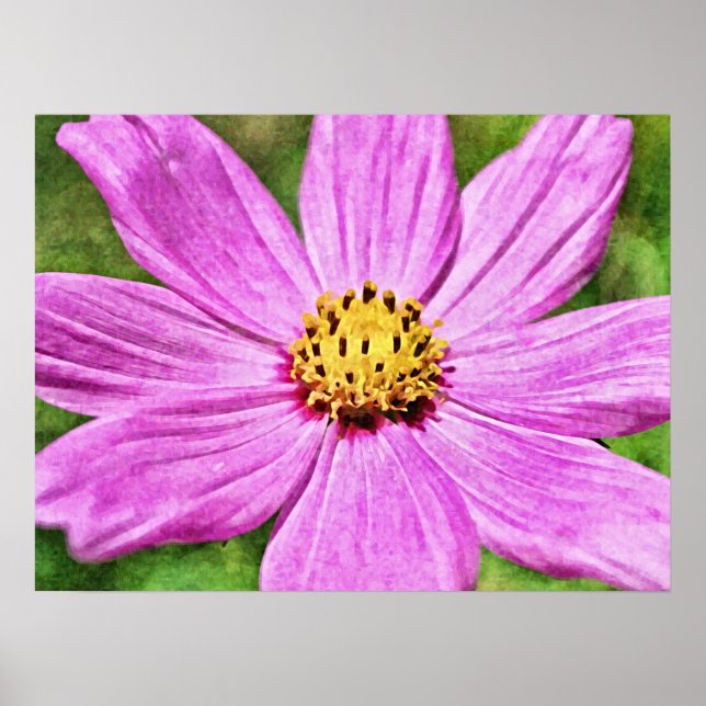 Pink Purple Cosmos Flower Photographic Art Print (Front)
