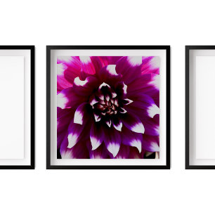 Pink Purple Dahlia Photograph Poster