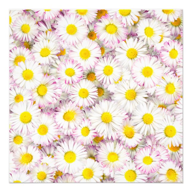 Pink Purple Daisy Flower Pattern Photo Print (Front)