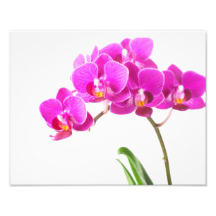Pink Purple Dendrobium Orchid Tropical Flower Photo Print
