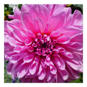 Pink Purple Dhalia Flower Posters