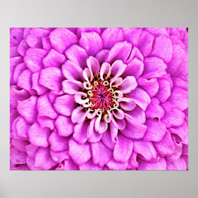 Pink Purple Flower Petal Burst Photographic Art Poster (Front)