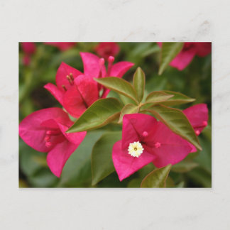 pink/purple flower postcard