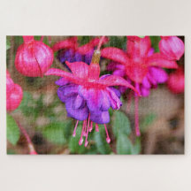 Pink & purple Fuchsia flowers in bloom