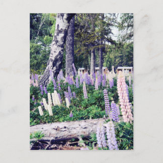 Pink Purple Lilac Lupins New Zealand | Photography Postcard