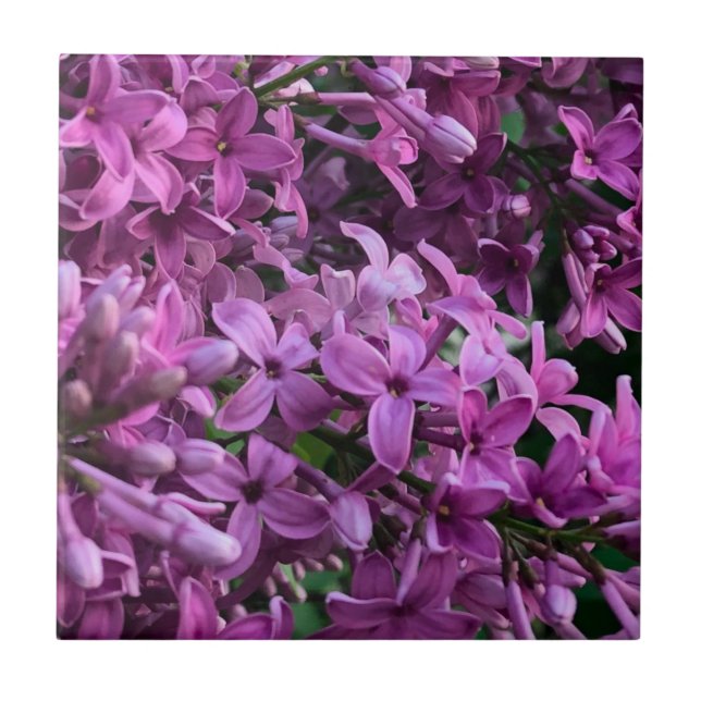 Pink purple lilacs | romantic pink floral photo ceramic tile (Front)