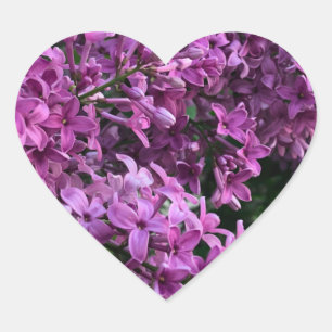 Pink purple lilacs   romantic pink floral photo heart sticker