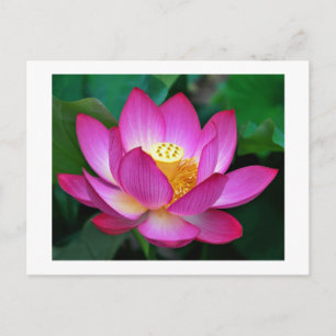 Pink Purple Lotus Flower Blank Floral Postcard