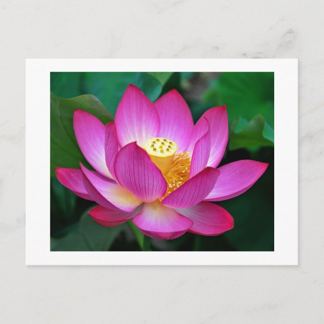 Pink Purple Lotus Flower Blank Floral Postcard (Front)