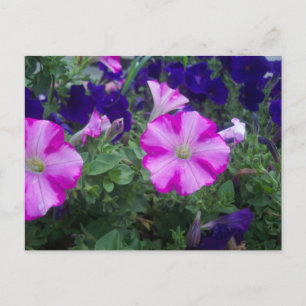 Pink & Purple Petunias Postcard