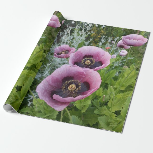 Pink Purple Poppies Floral Flowers Wrapping Paper (Unrolled)