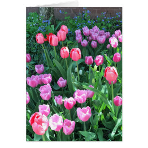Pink Purple Springtime Spring Tulips Flower Floral