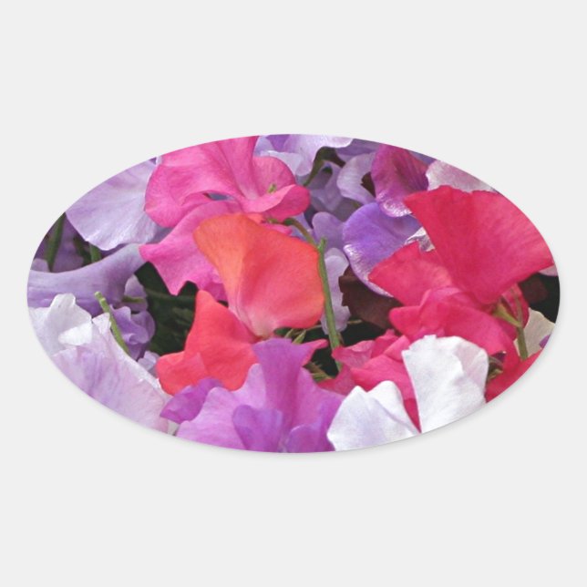 Pink, purple & white Sweet pea flowers in bloom Oval Sticker (Front)