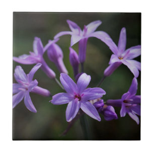 Pink Purple Wild Garlic Flowers Floral Ceramic Tile