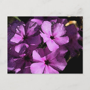 Pink/Purple Wild Phlox Postcard