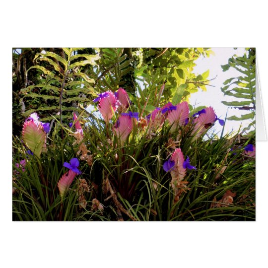 Pink Quill Bromeliad Card