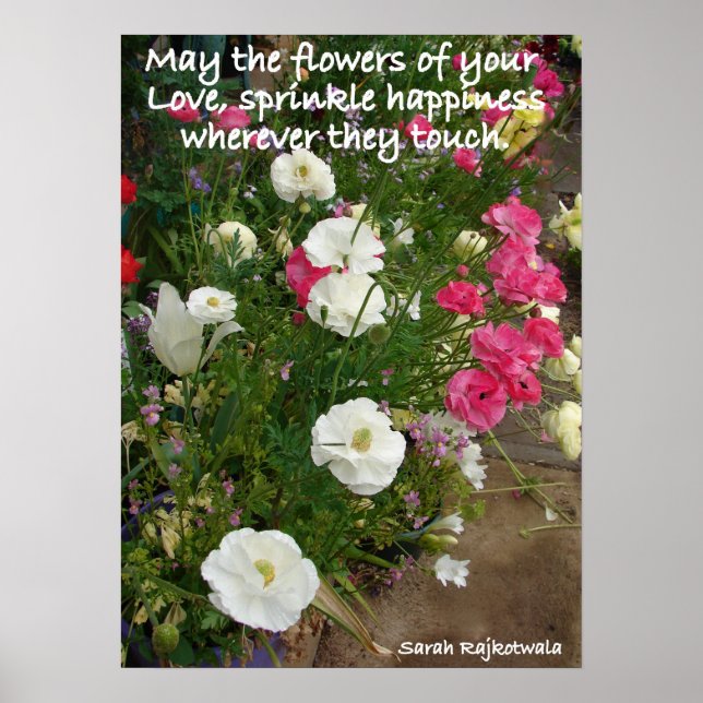 Pink Rannunculus Flower Spring Garden Poster (Front)