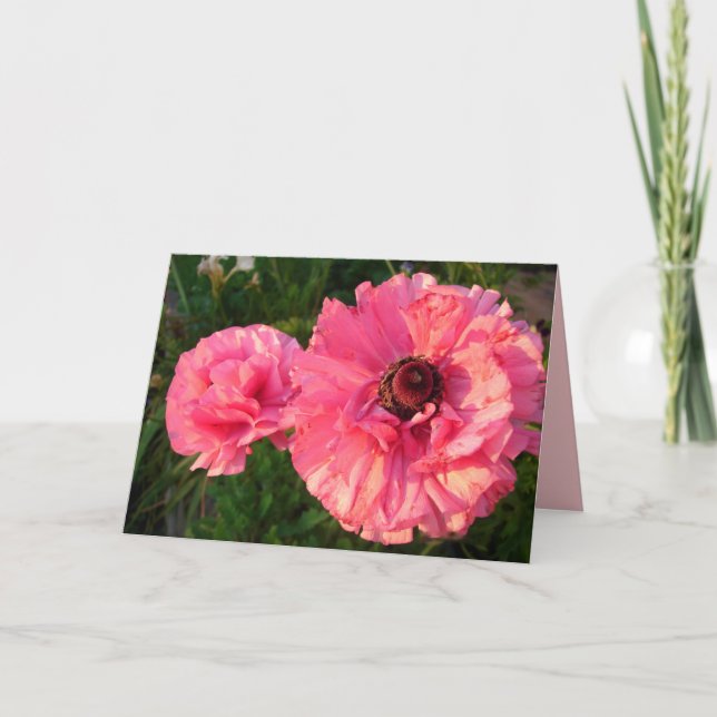 Pink Rannunculus Spring Flower floral Card (Front)